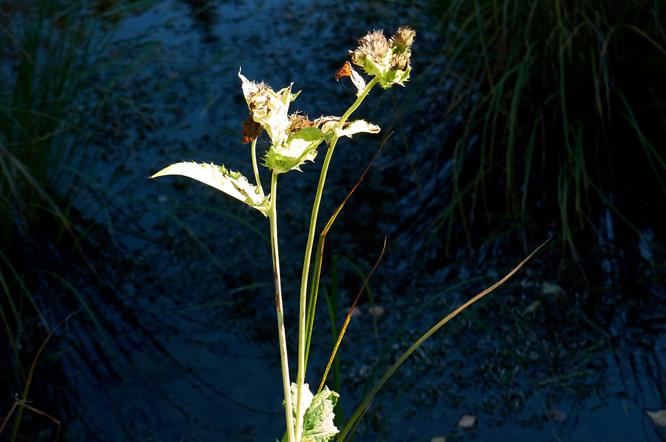 Distel