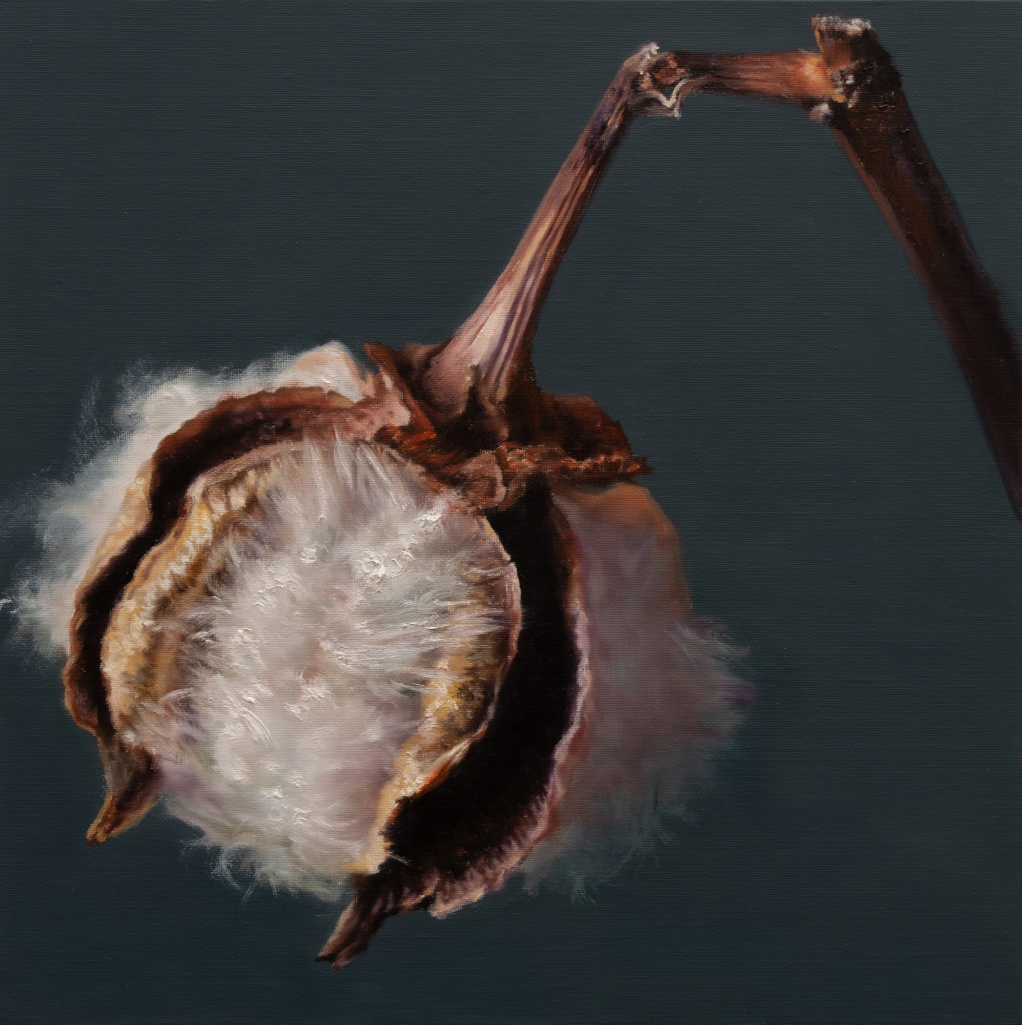 Kang Kang Hoon Cotton 2024 Oil on Canvas 40 x 40 cm $3,500 USD