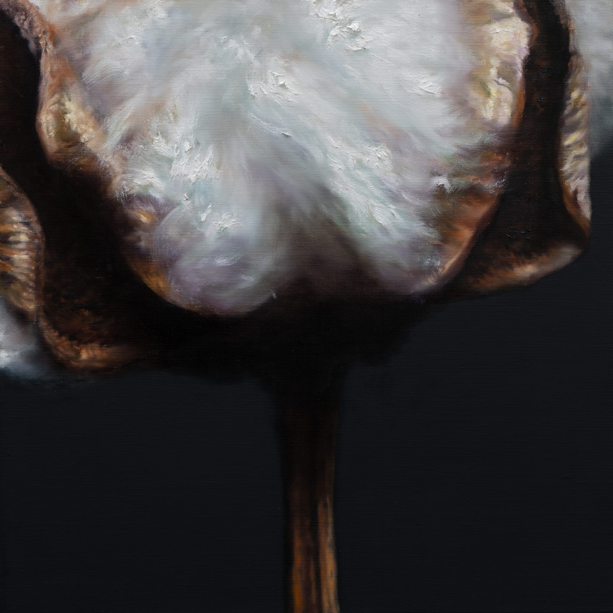 Kang Kang Hoon Cotton, 2024 Oil on canvas 40 x 40 cm $3,500 USD