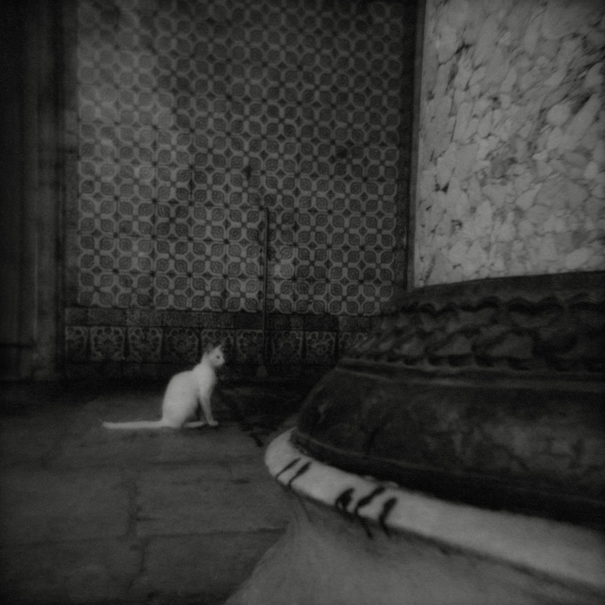 FLORE Caminin Kedi, 2009 Silver salt print by the artist 20 x 20 cm Ed. 3/5