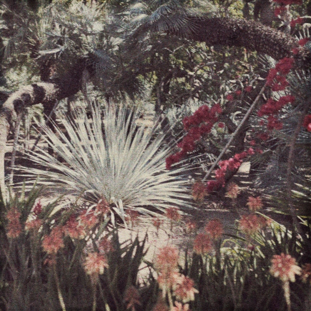 Flore, LuxurianceTirage pigmentaire avec ajout de nacre, 60 x 60 cm