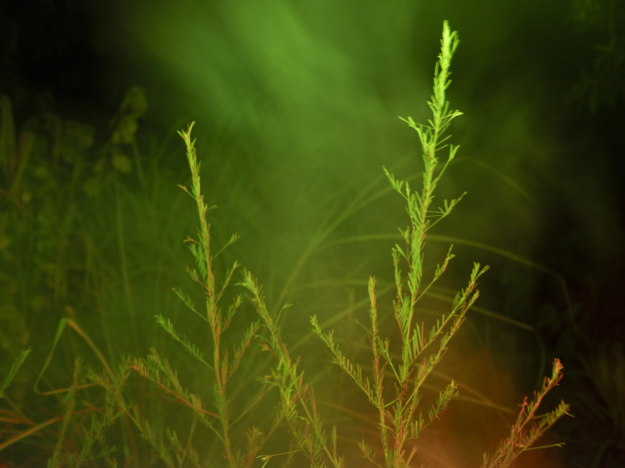 La lenteur des règnes