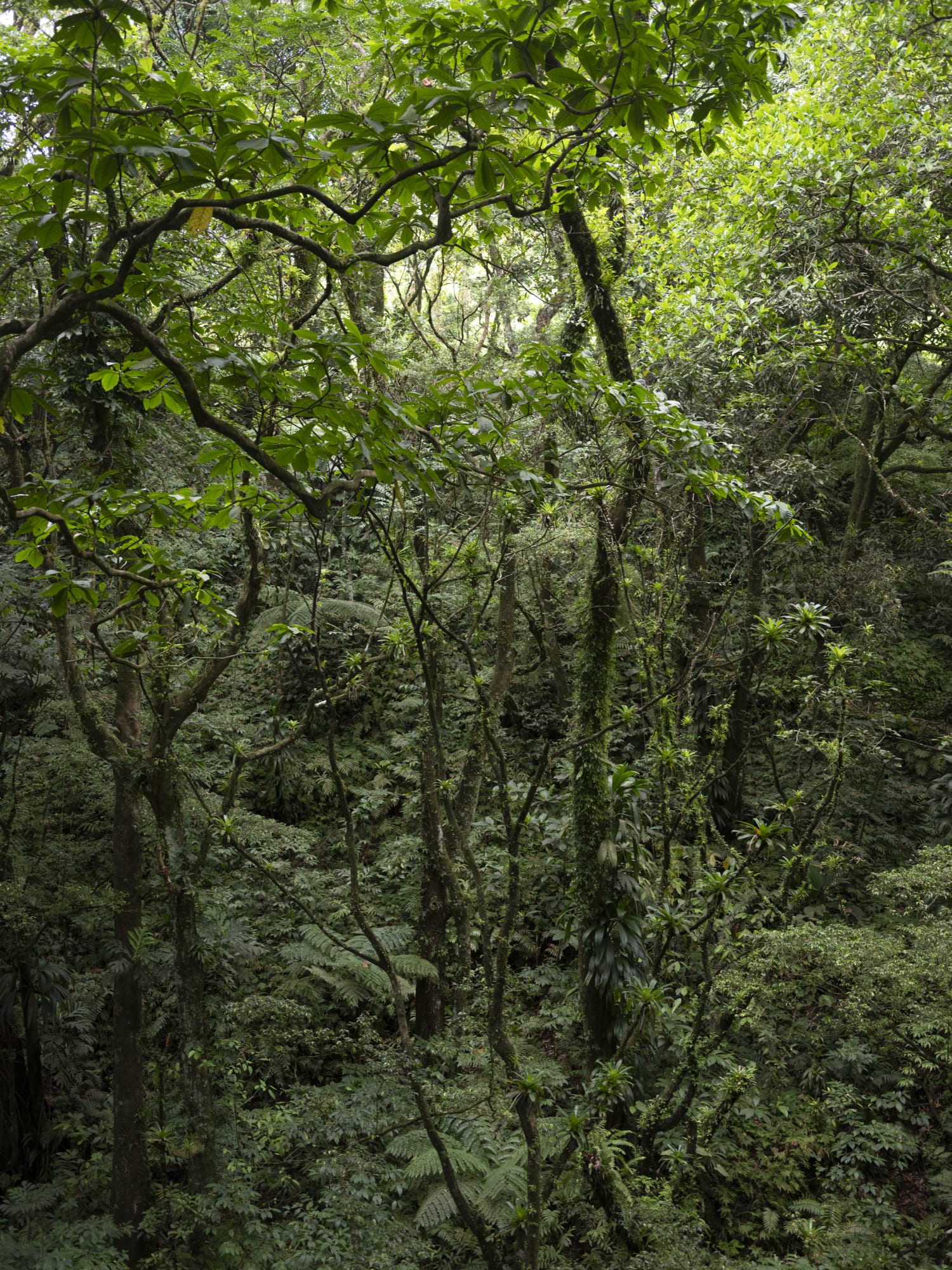 La lenteur des règnes