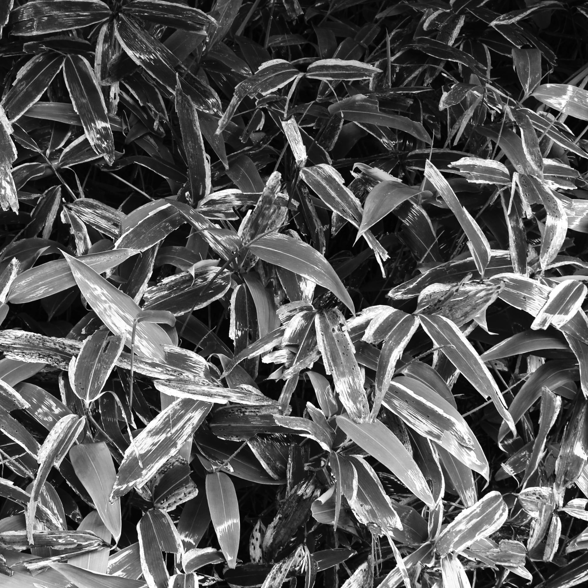 KJE544.2013(Ed.10), pigment print , 60x60cm, 2015