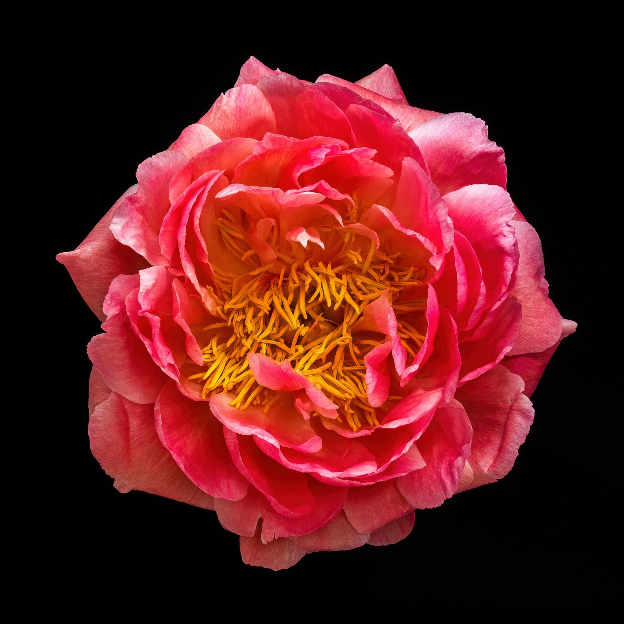 Seattle Art Fair 2024