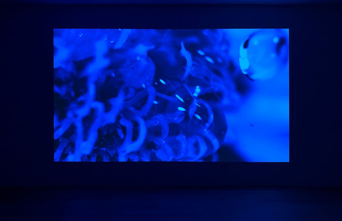 In the Field of the Other