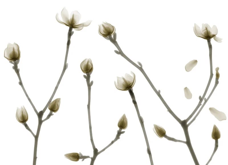 정태섭 : X-Ray로 봄을 보다