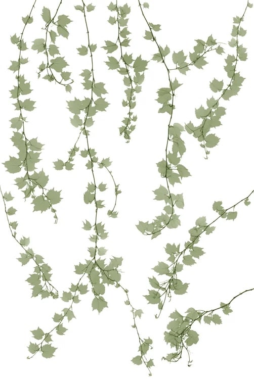 정태섭 : X-Ray로 봄을 보다