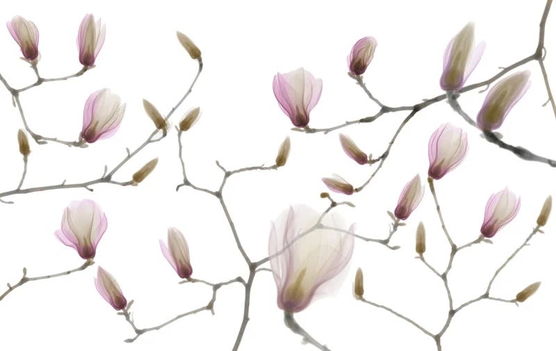 정태섭 : X-Ray로 봄을 보다