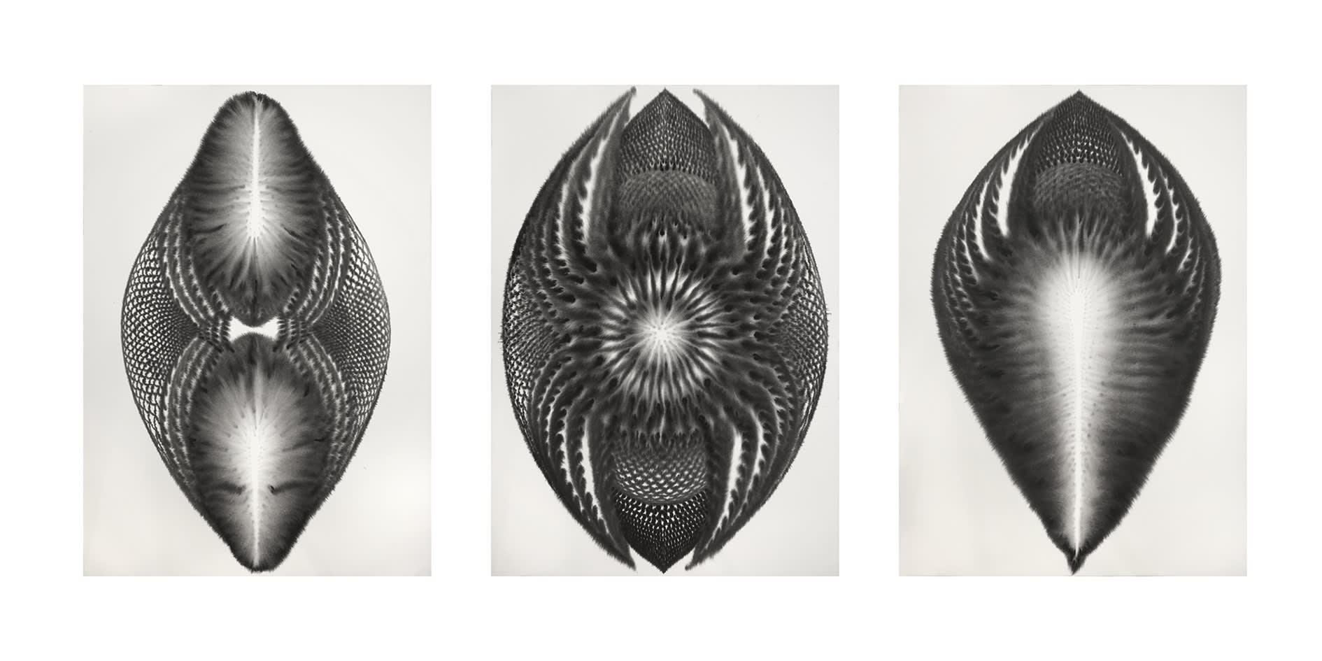 남궁환 : Entoptima 별의 기억