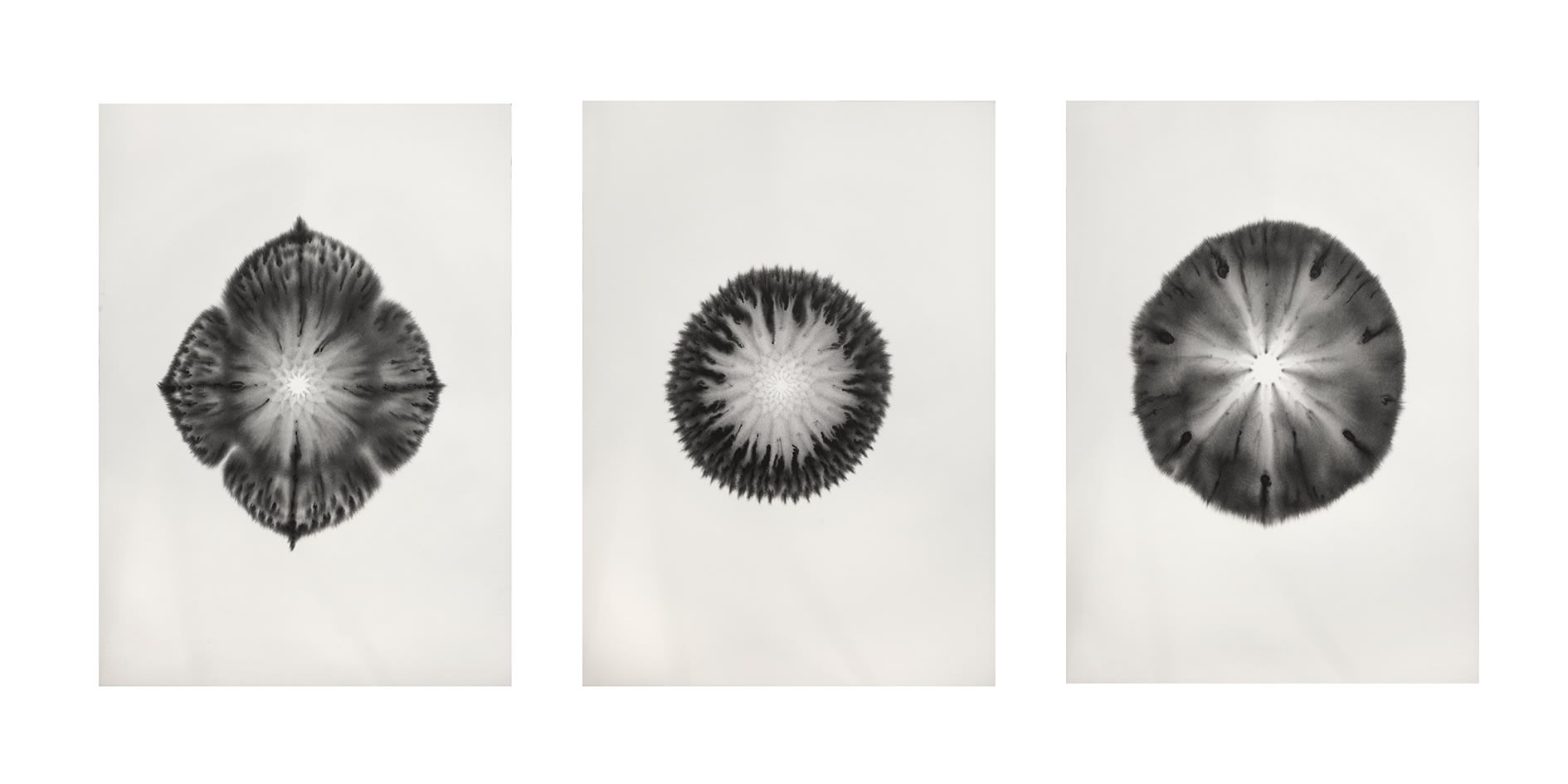 남궁환 : Entoptima 별의 기억