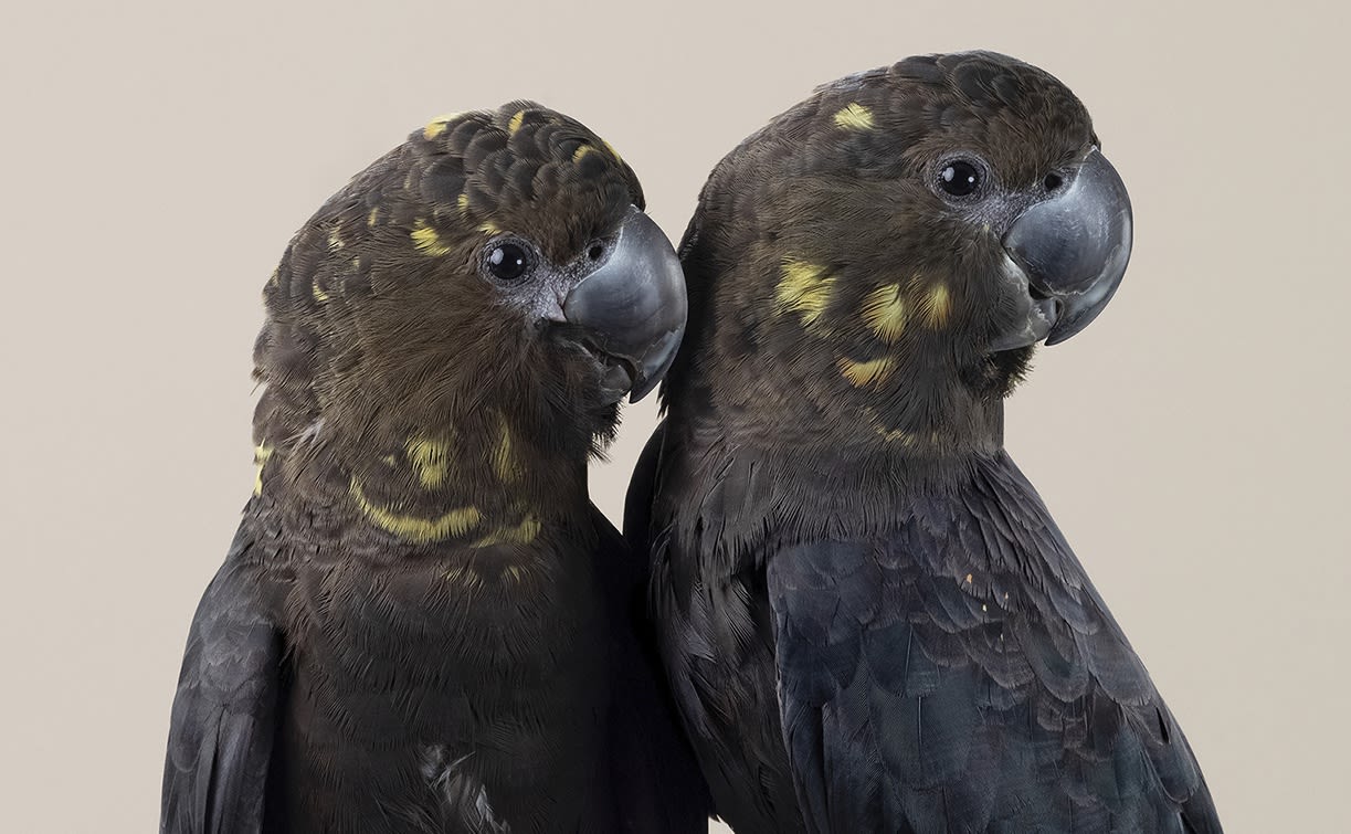 The wound is the place where the light enters