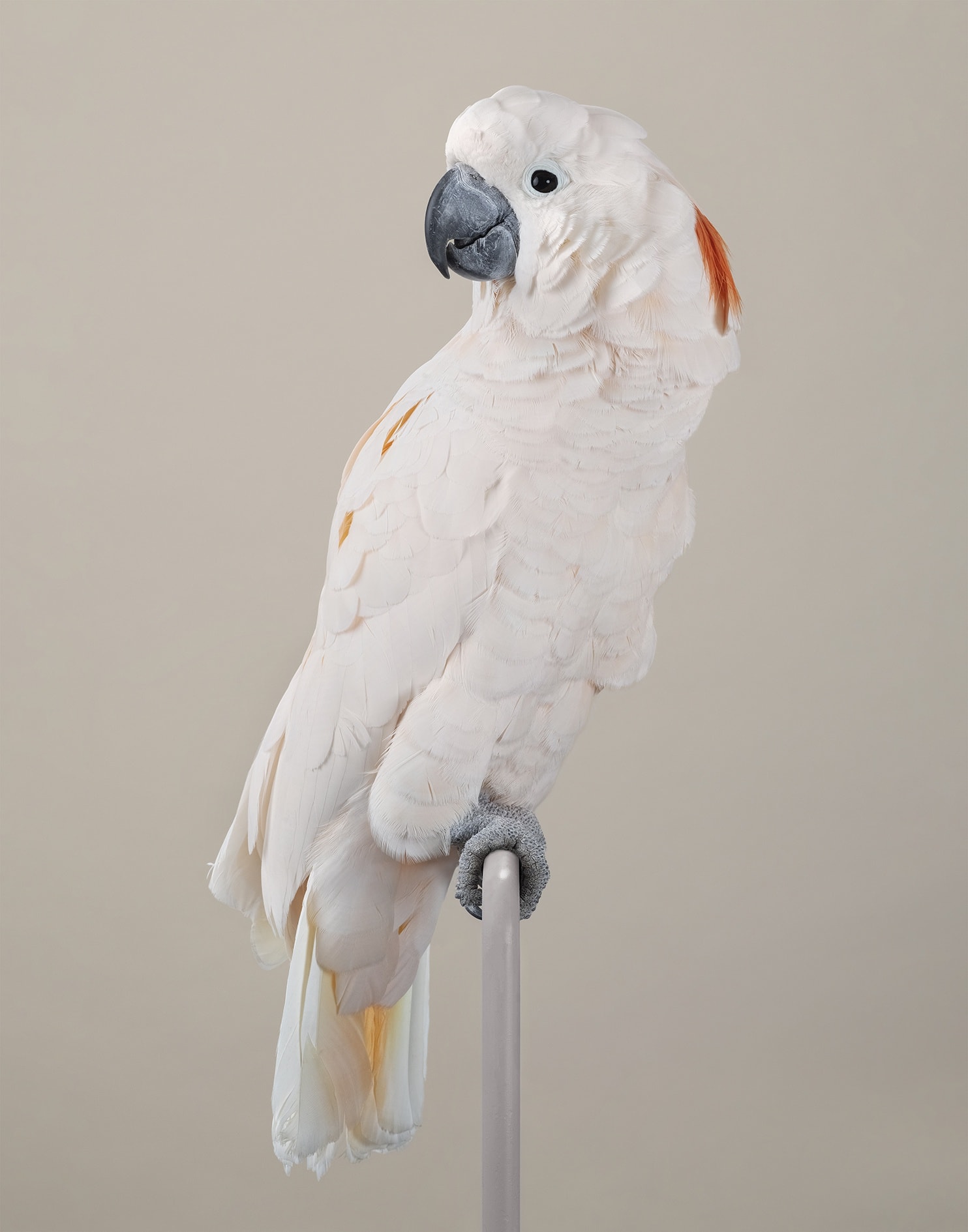 The wound is the place where the light enters