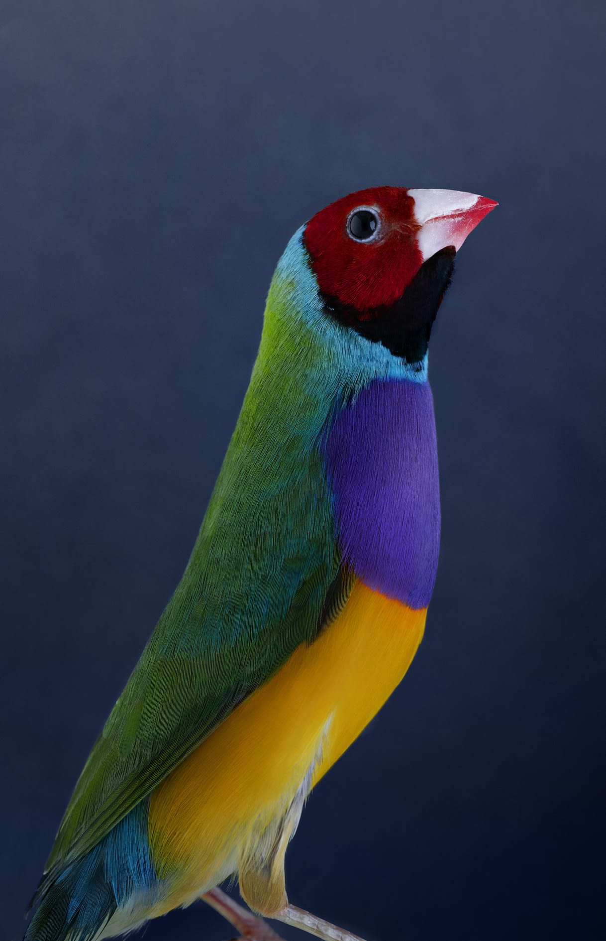 The wound is the place where the light enters