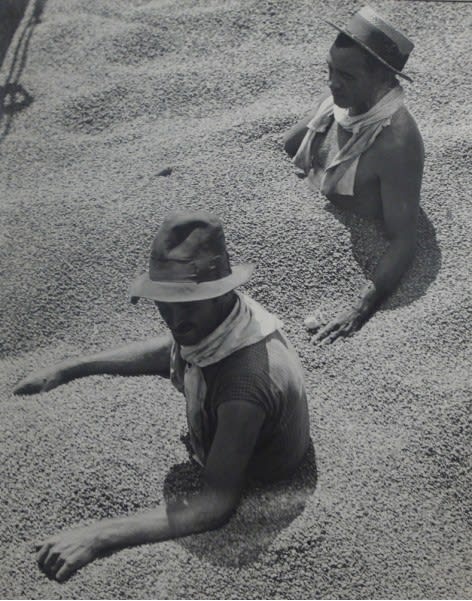 Coffee Tragedy in Barzil, 1932