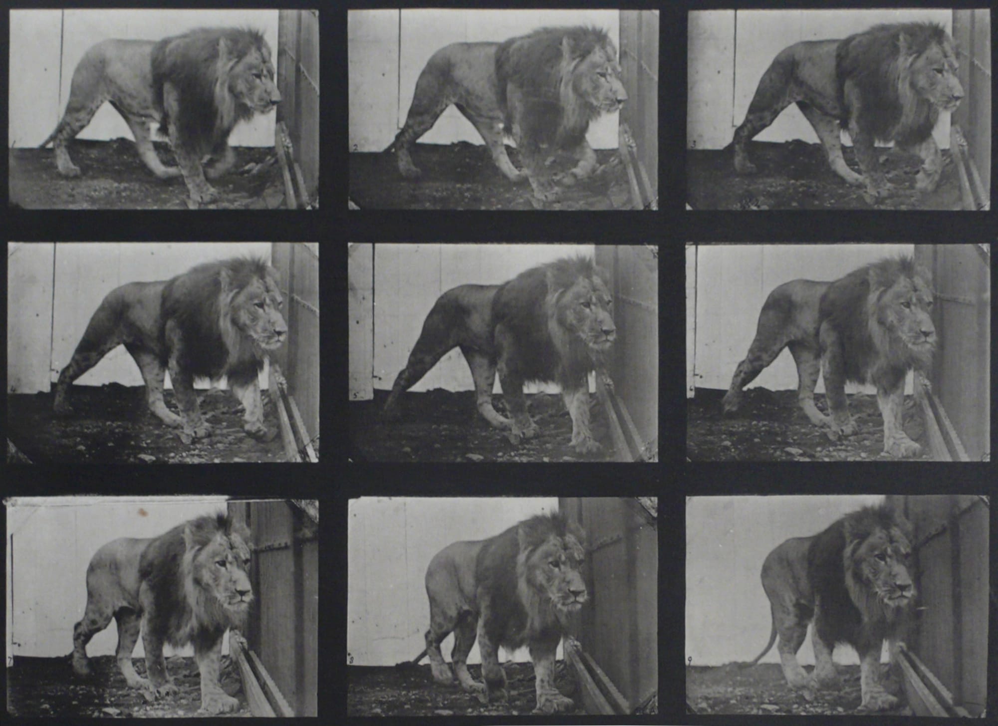 Eadweard Muybridge, Animal Locomotion. Plate 780