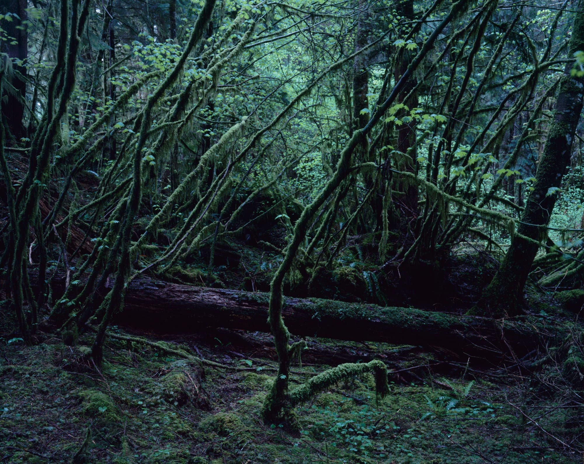 Yoshihiko Ueda, Quinault No. 3