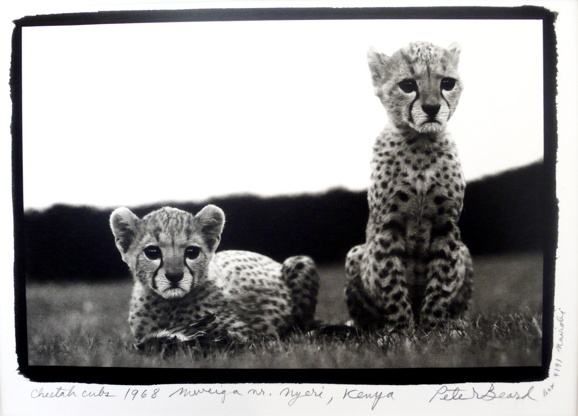 Peter Beard, Orphaned Cheetah Cubs