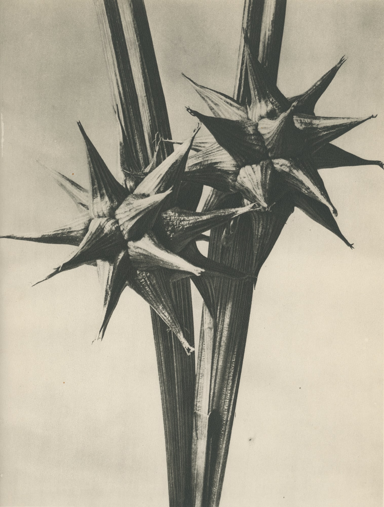 Karl Blossfeldt