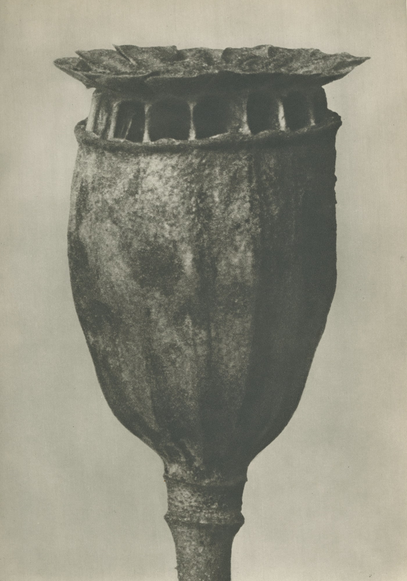 Karl Blossfeldt, Papaver