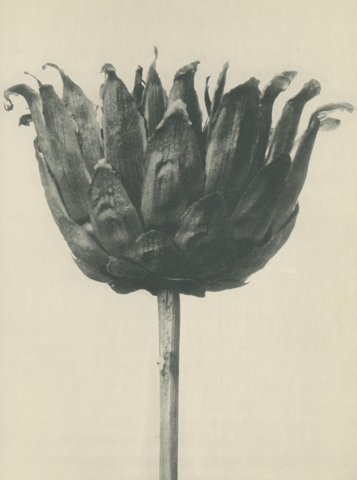 Karl Blossfeldt, Centaurea Ruthenica