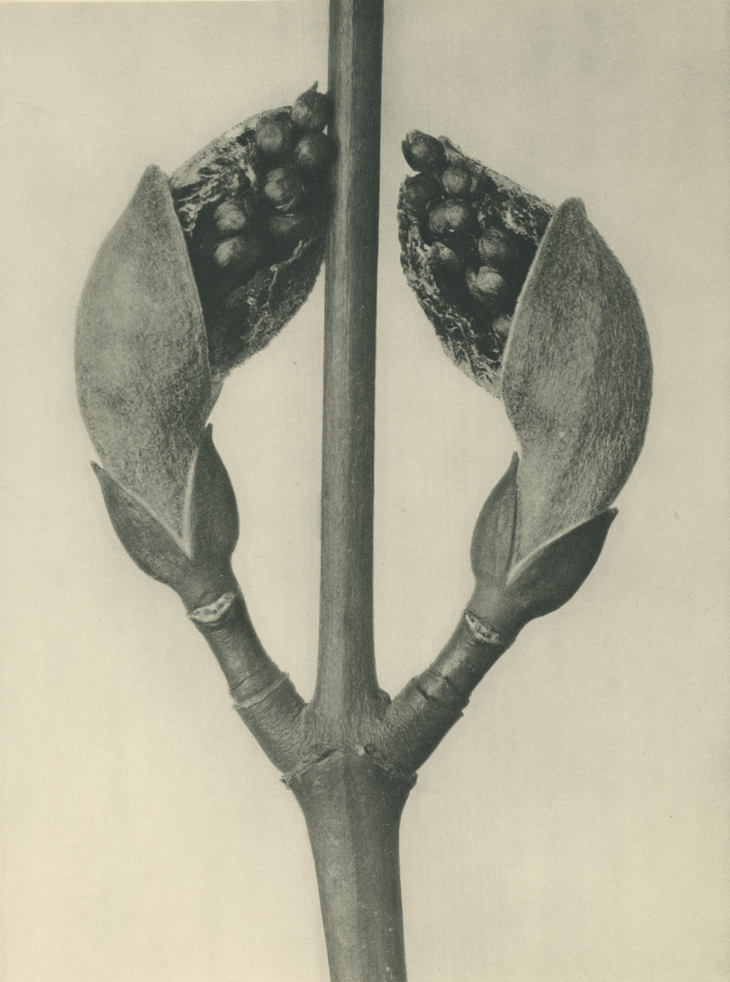 Karl Blossfeldt, Acer rufinerve