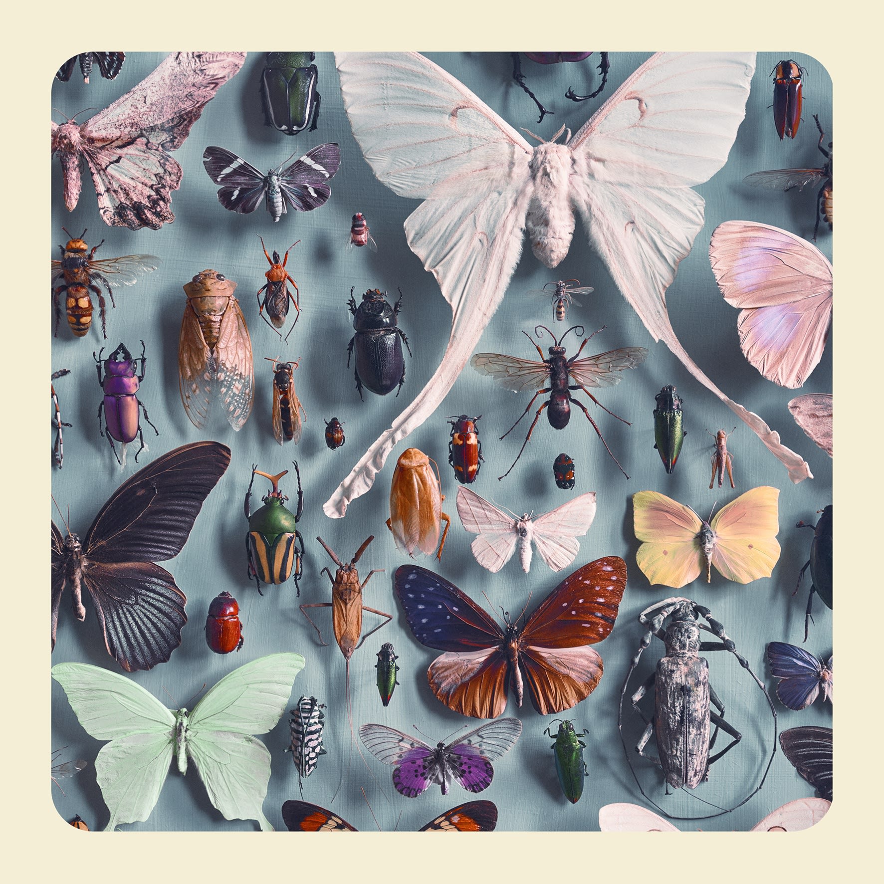 Jim Naughten, No.13. The Insects