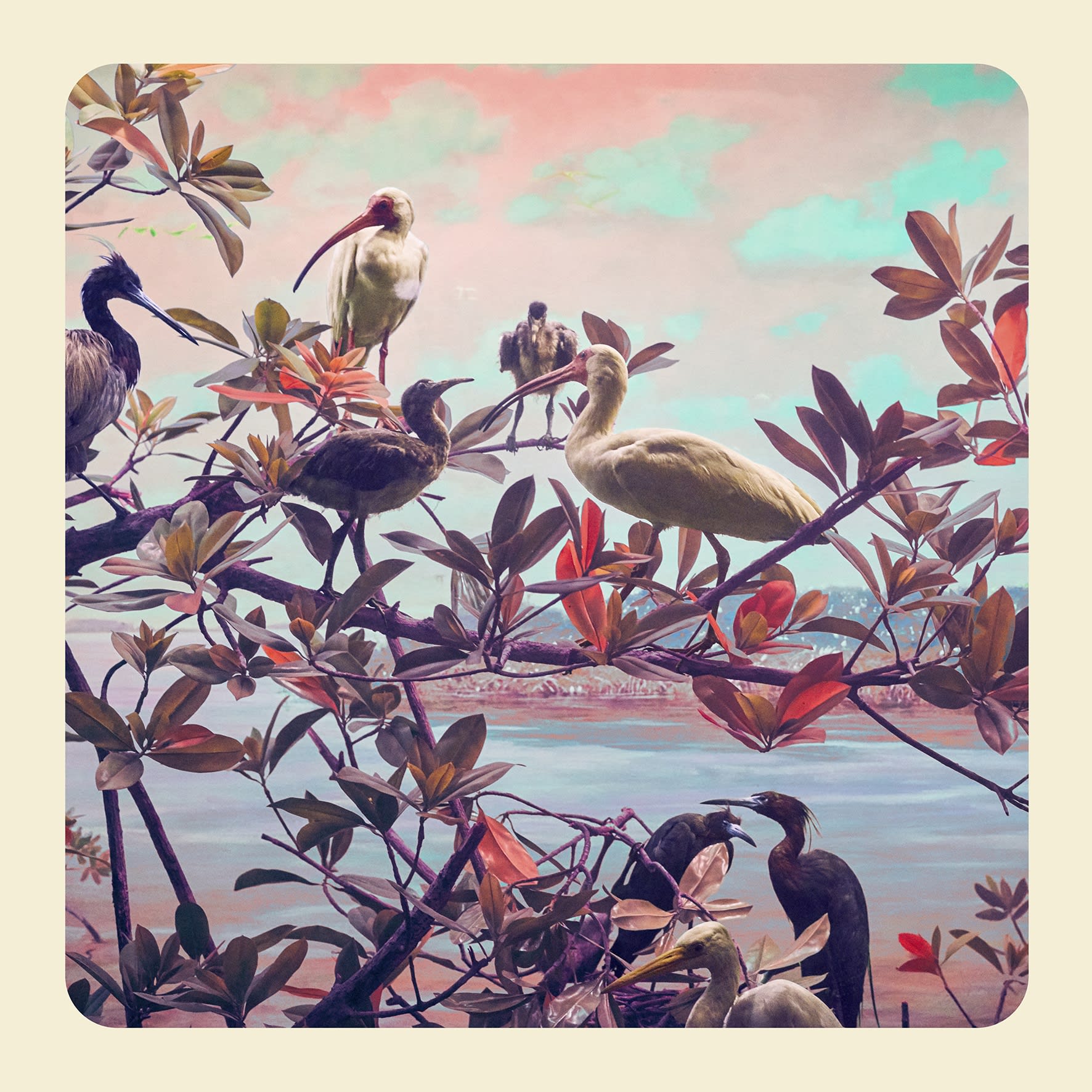 Jim Naughten, The River Birds