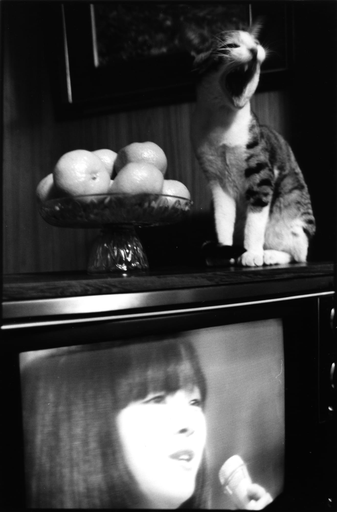 Masahisa Fukase, Sasuke!! My Dear Cat , 1978