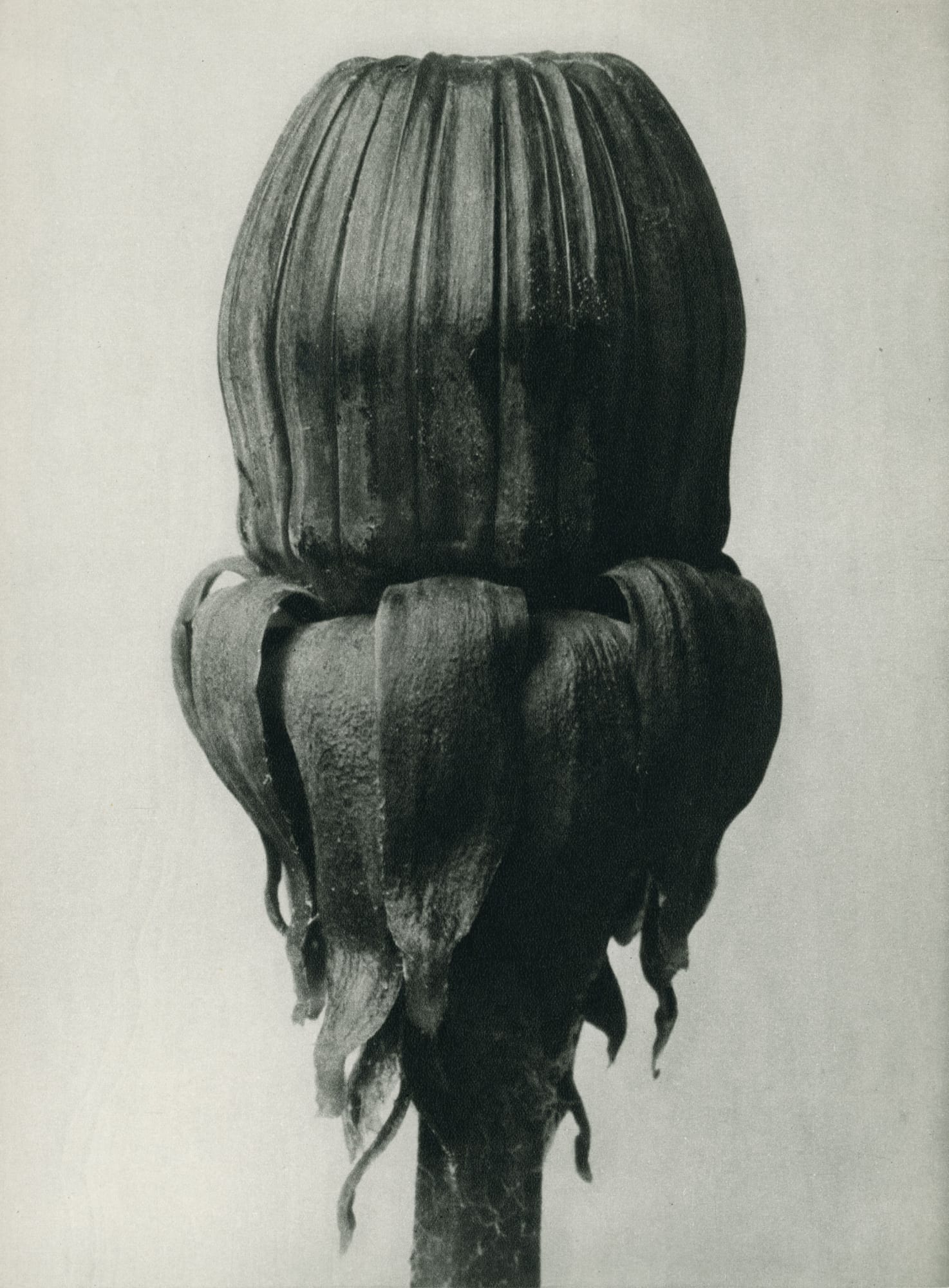 Karl Blossfeldt, Taraxacum officinale (Common dandelion)