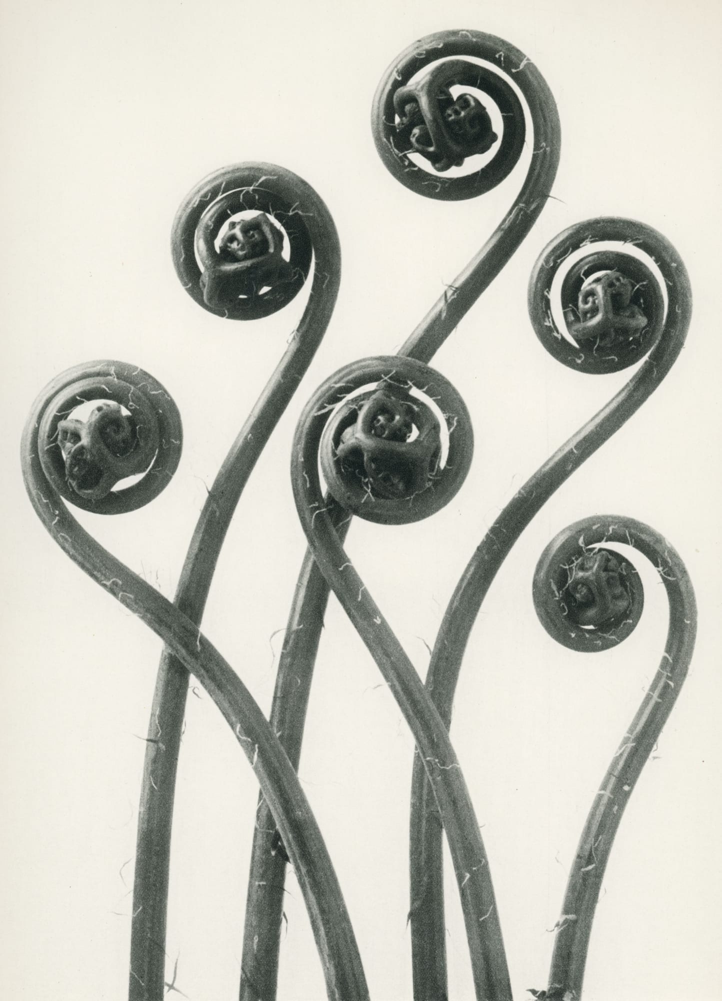 Karl Blossfeldt, Adiantum pedatum (Maiden hair fern)