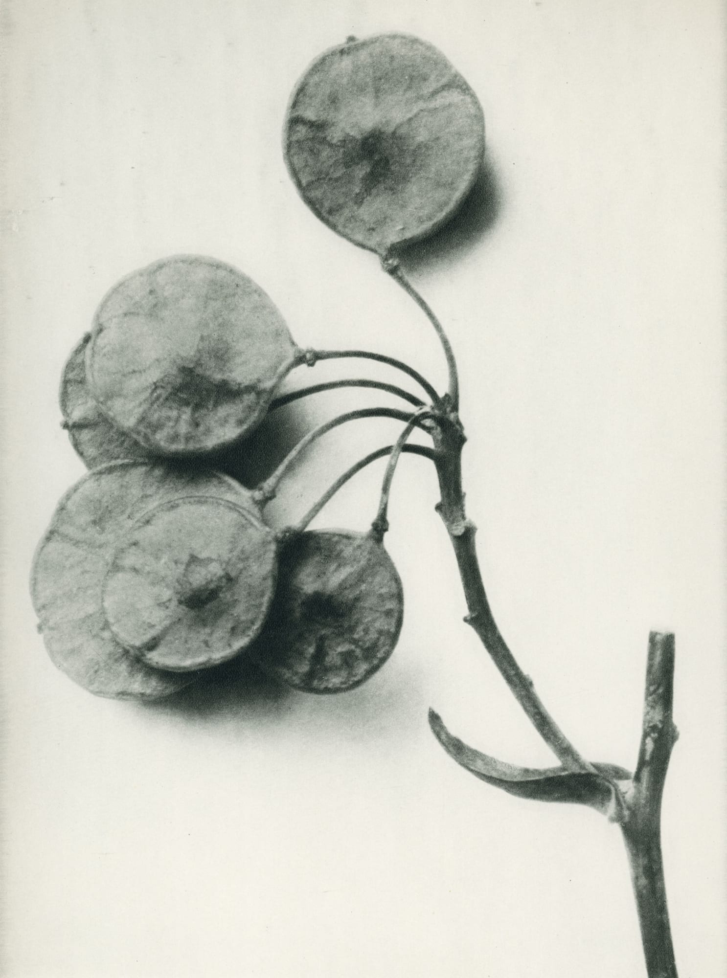 Karl Blossfeldt, Ptelea trifoliata (Hop tree, shrubby trefoil)