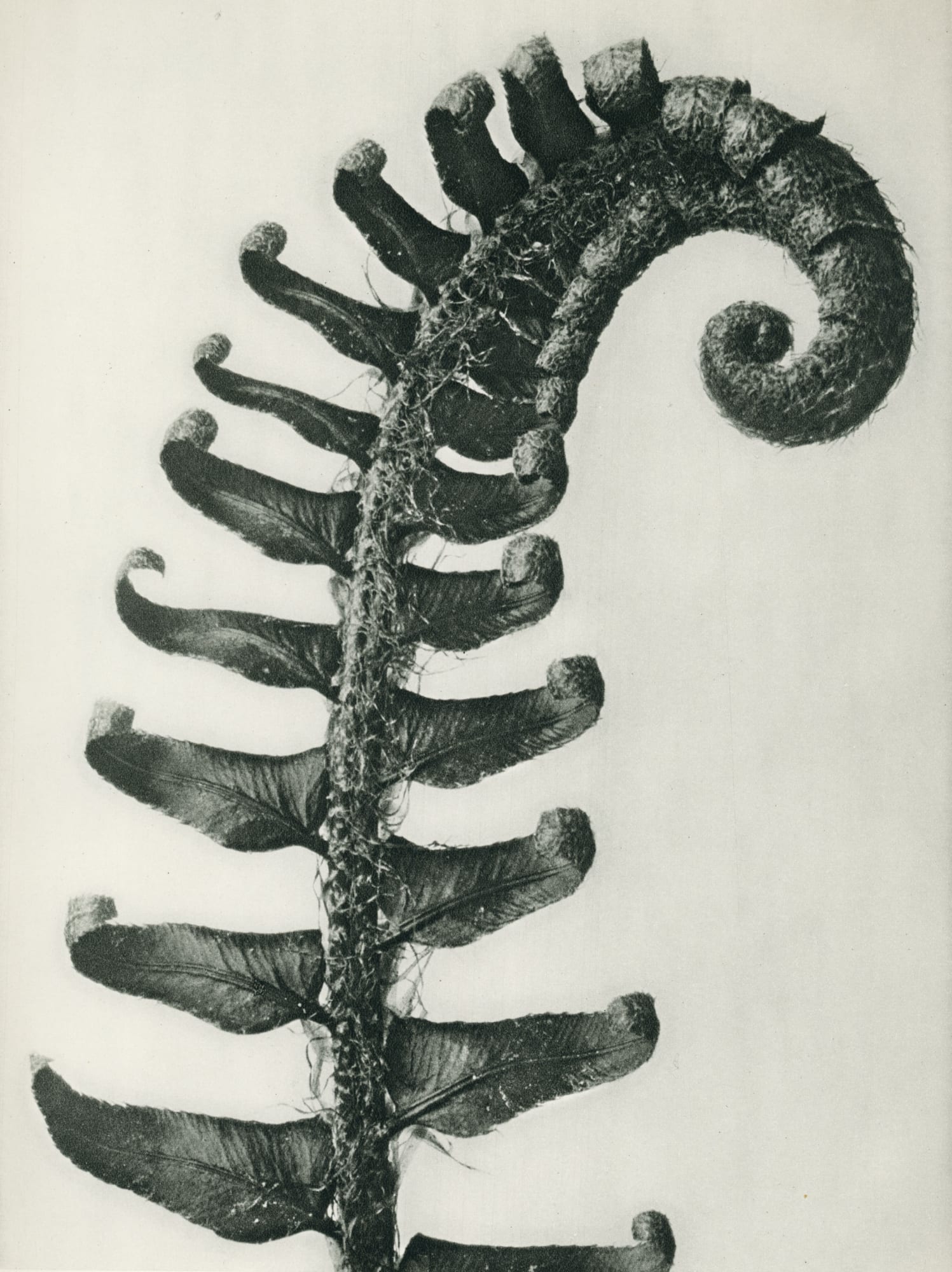 Karl Blossfeldt, Polystichum munitum (Sheild fern)