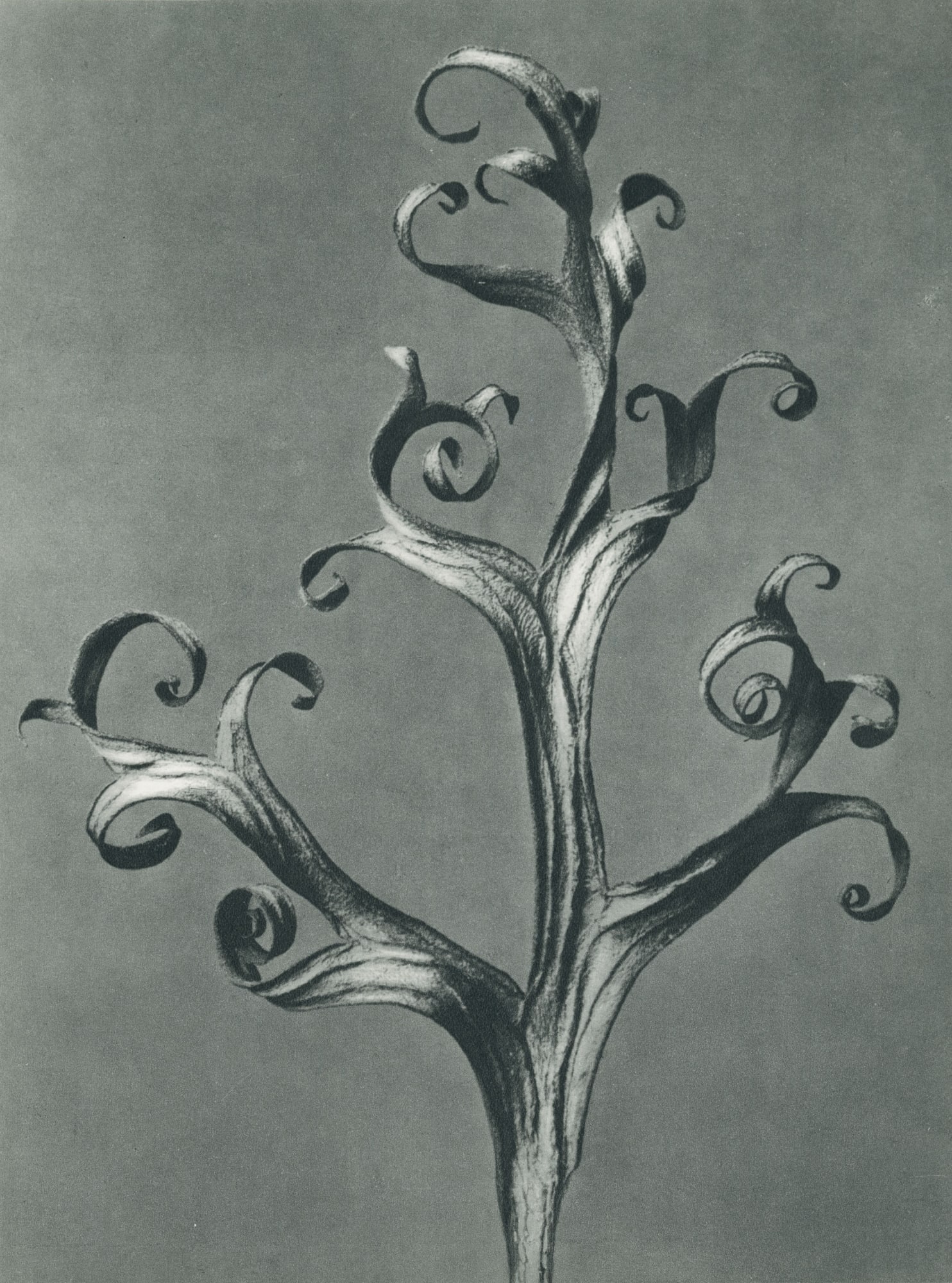 Karl Blossfeldt, Delphinium (Larkspur)