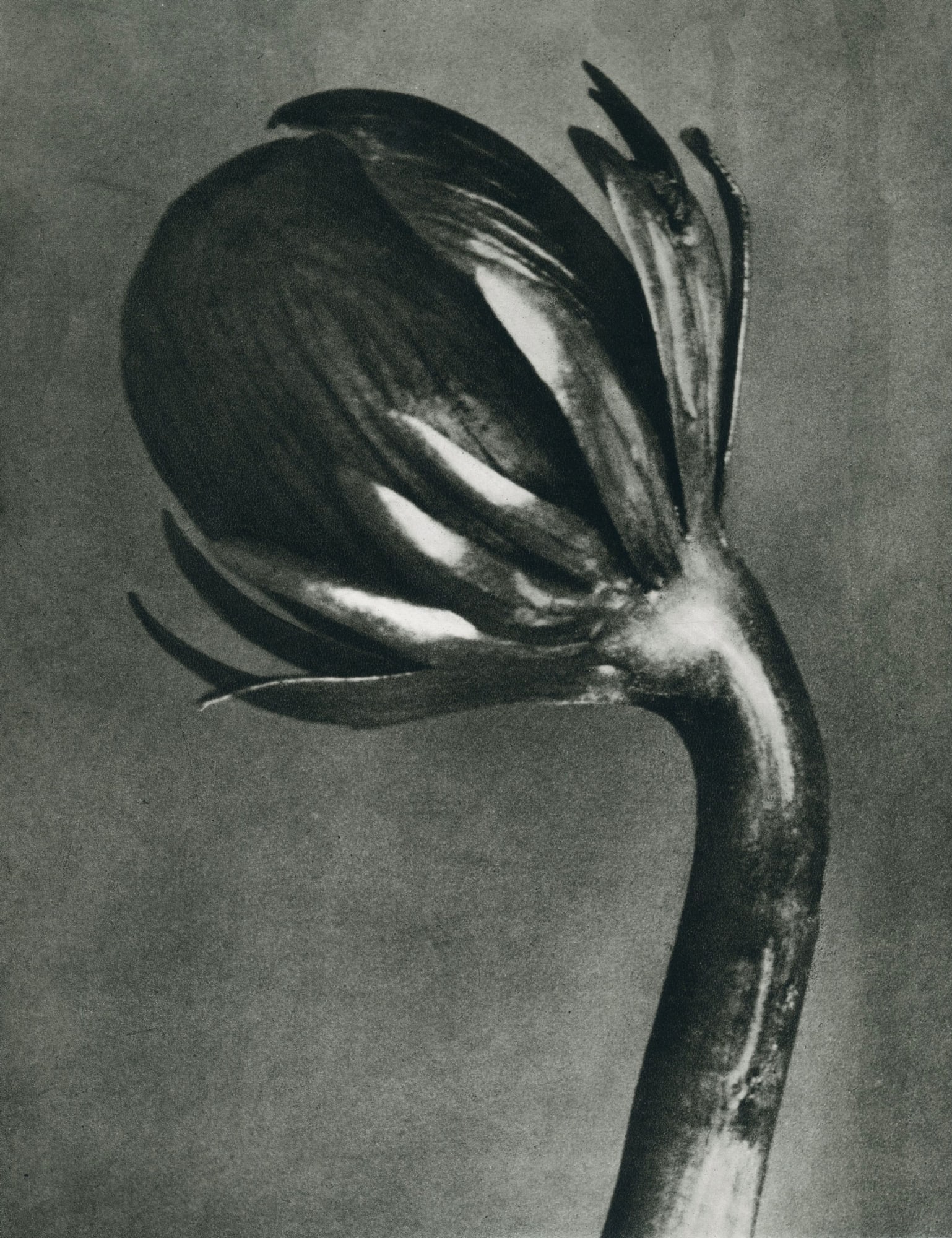 Karl Blossfeldt, Eranthis hyemalis (Winterling, winter aconite)