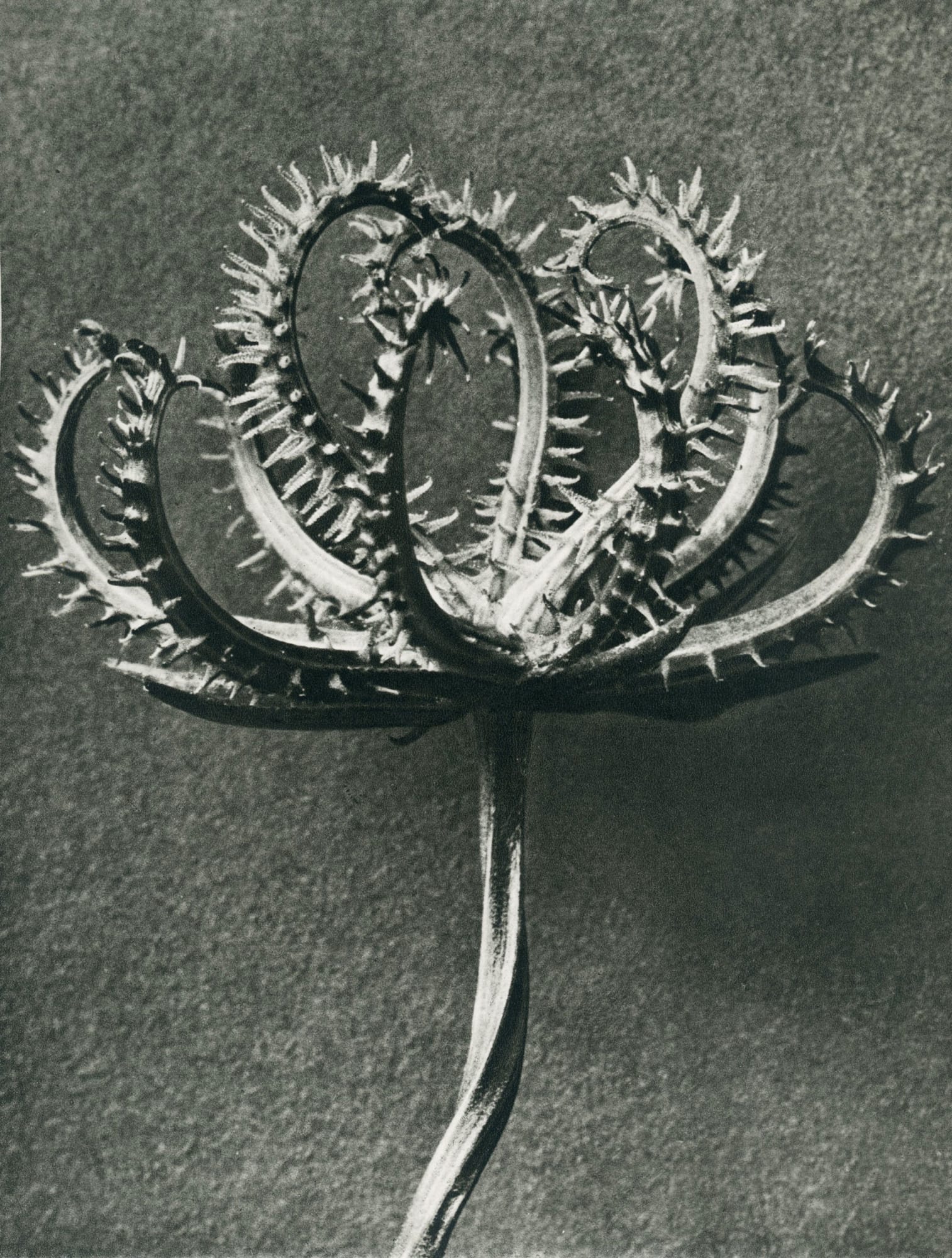 Karl Blossfeldt, Koelpinia linearis (Compositae) Fruiting Capitulum