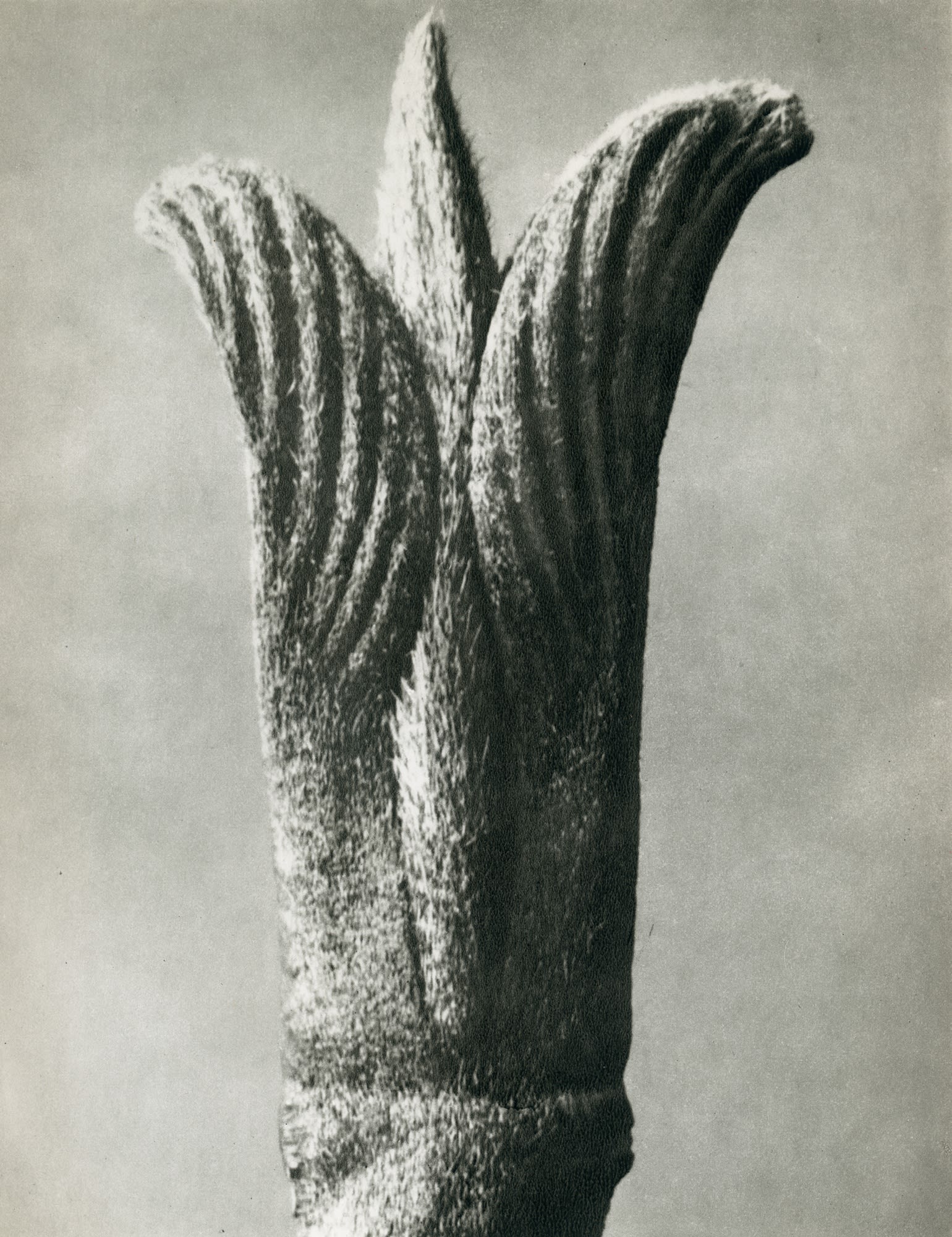 Karl Blossfeldt, Cornus pubescens (Hairy dogwood)