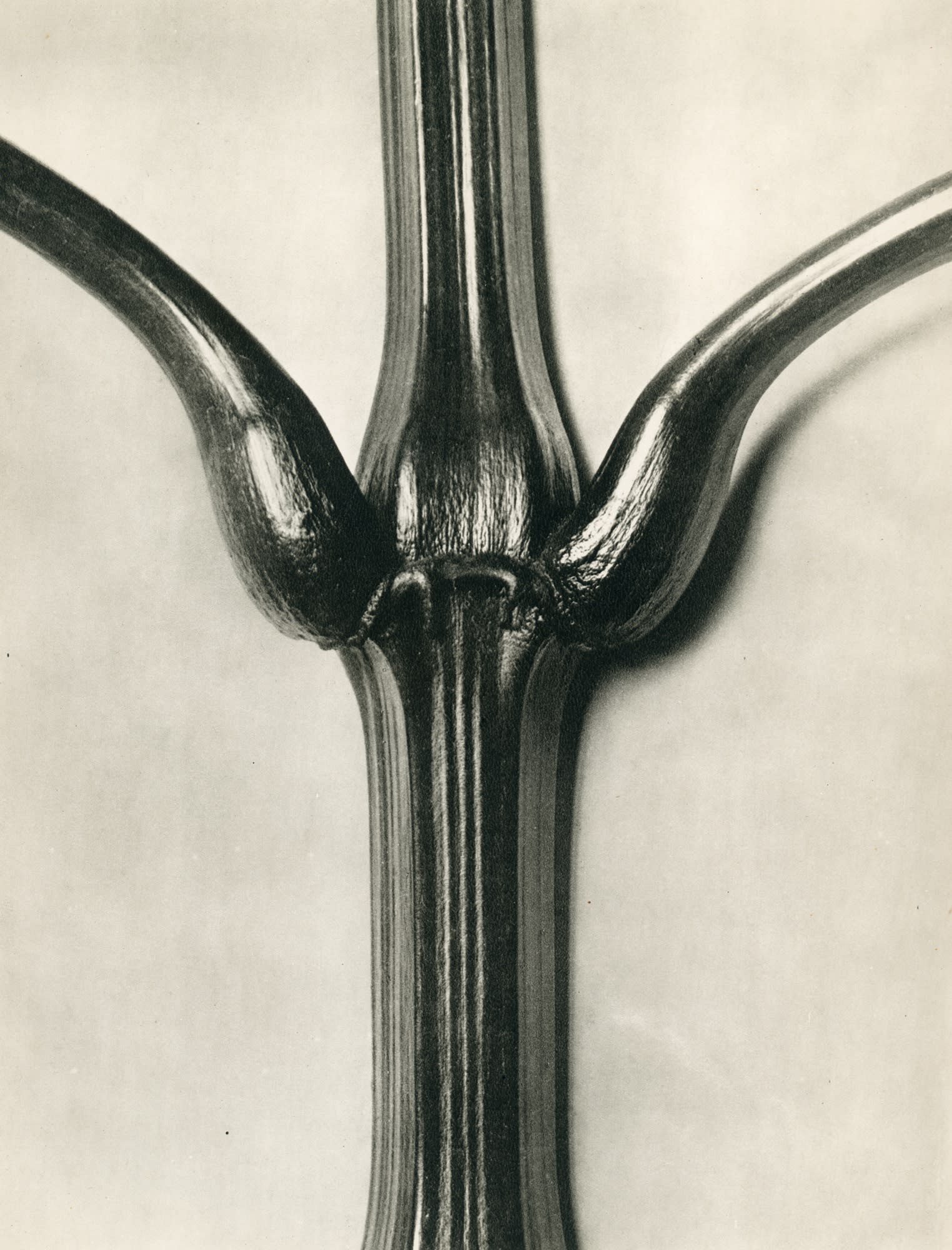 Karl Blossfeldt, Impatiens glandulifera (Indian balsam)