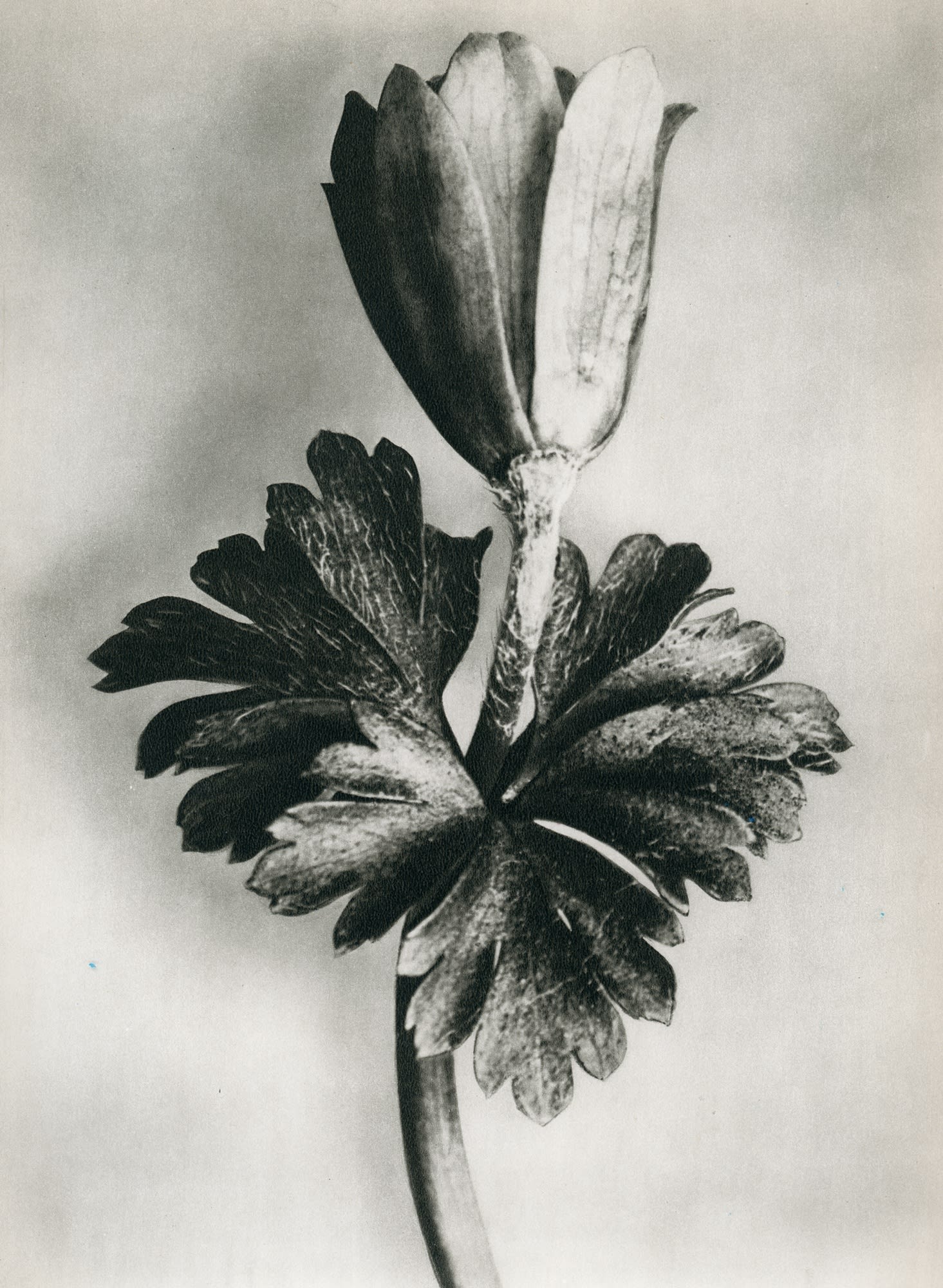 Karl Blossfeldt, Anemone blanda (Windblume)