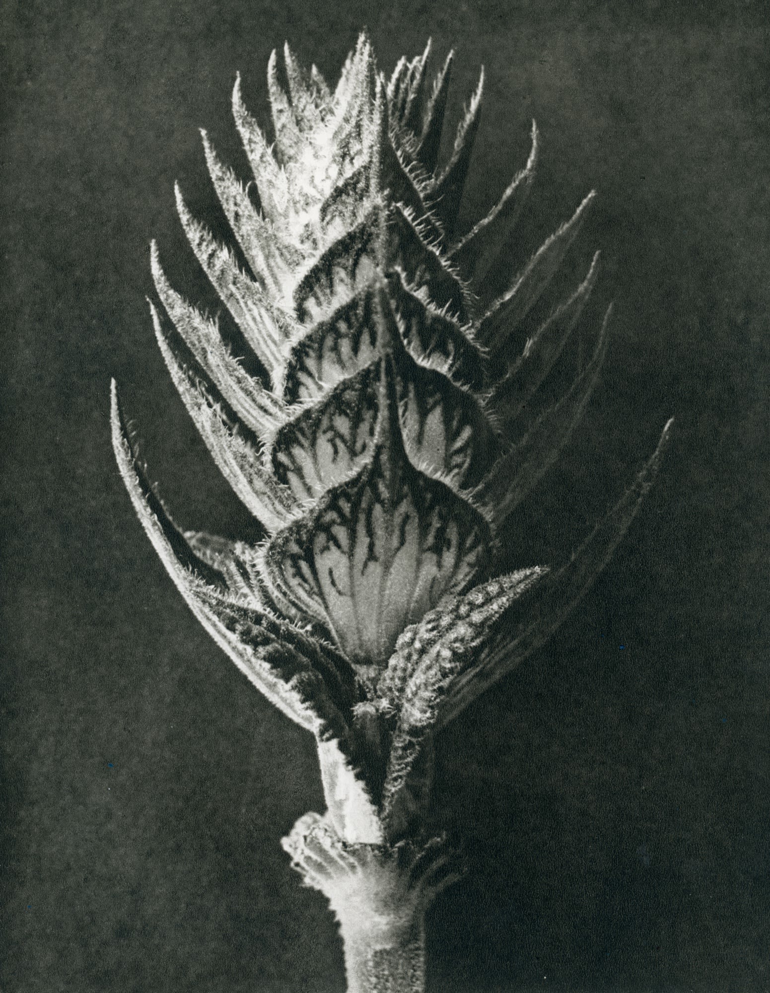 Karl Blossfeldt, Salvia pratensis (Meadow sage)