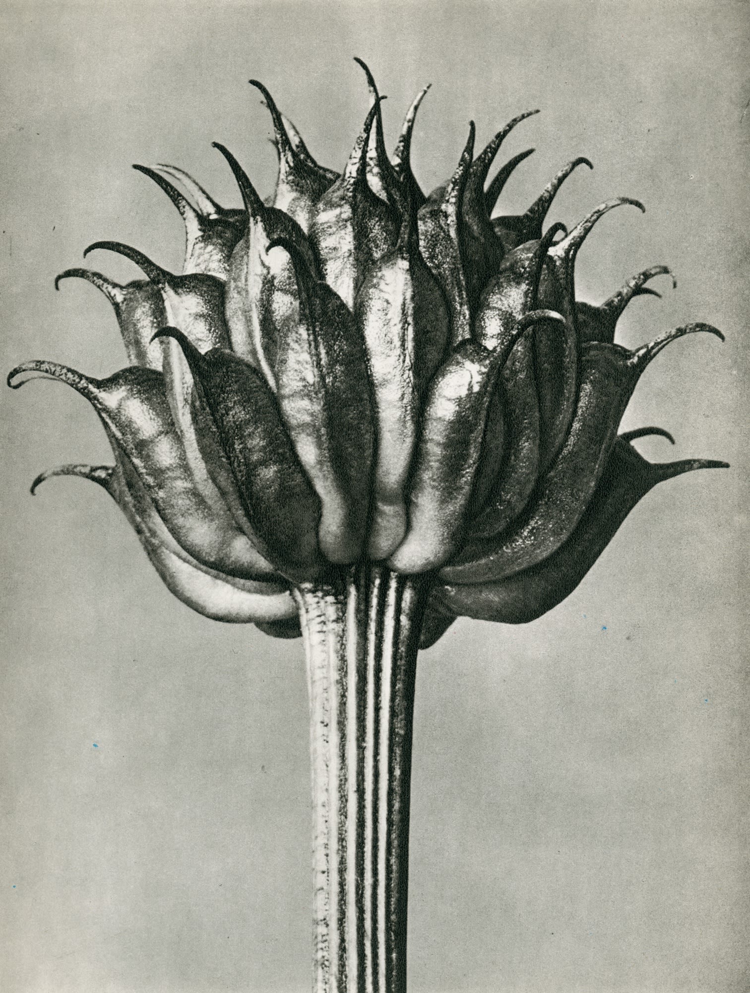 Karl Blossfeldt, Trollius ledebourii (Globeflower)
