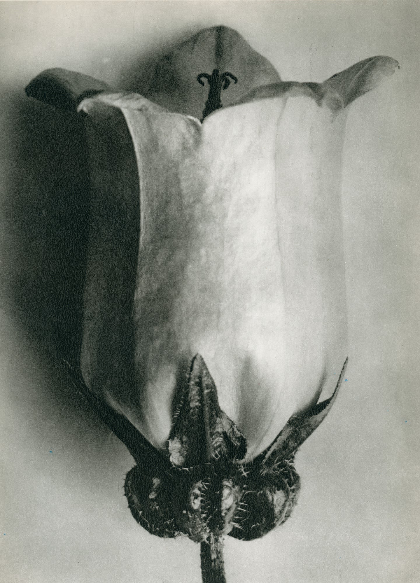 Karl Blossfeldt, Campanula medium (Bell flower)b