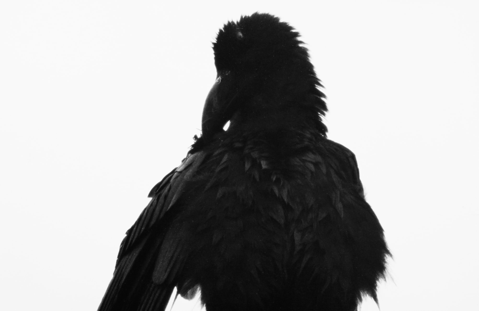 Masahisa Fukase, Erimo Cape, (variant) from Ravens, 1976