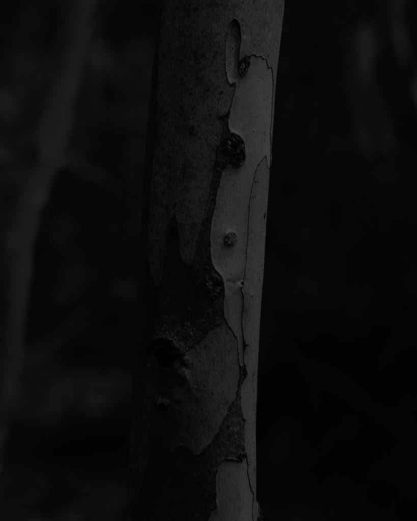 EUCALYPTUS [#2], 2024