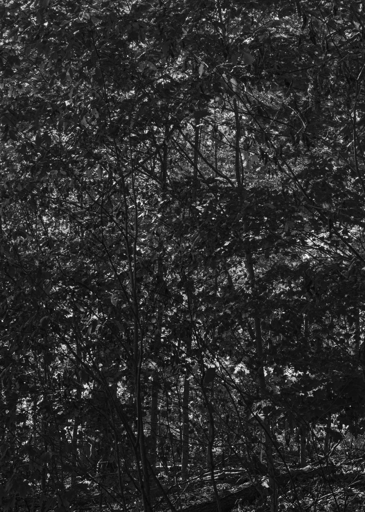 Jacob Geiger A Course (September) Archival pigment print 14 x 10 in. $280