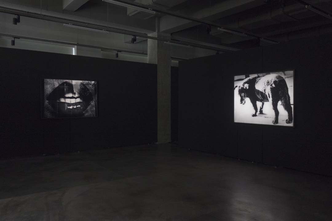 Moriyama Daido － Light Comes Again