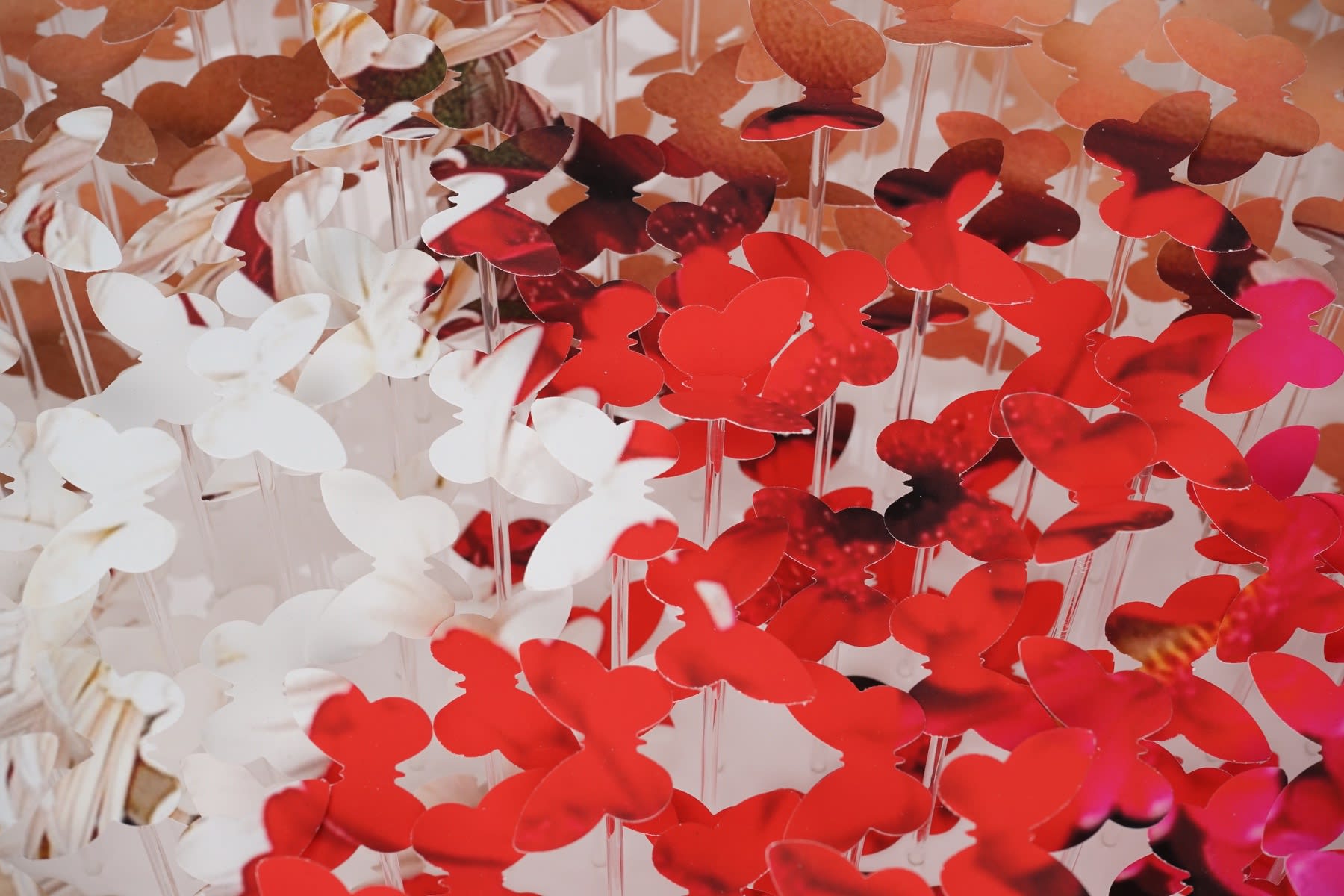 Lis Sam: Detail, A Fleur De Toi