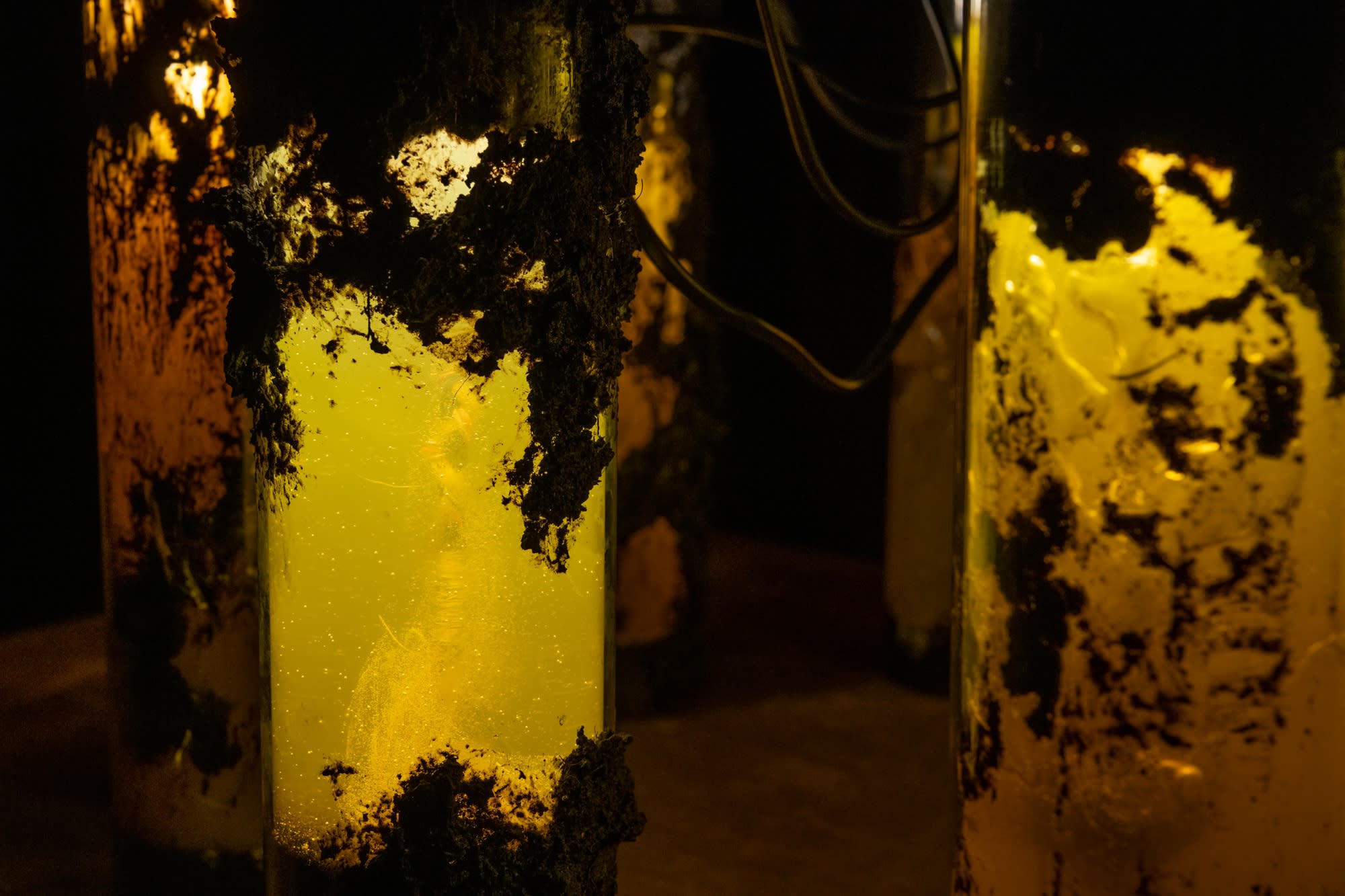 Detail, Trunfa, 2019