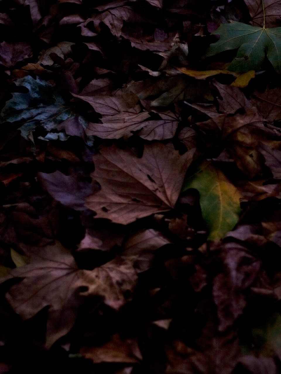 CLINTON HAYDEN, Autumne (Redux), 2011