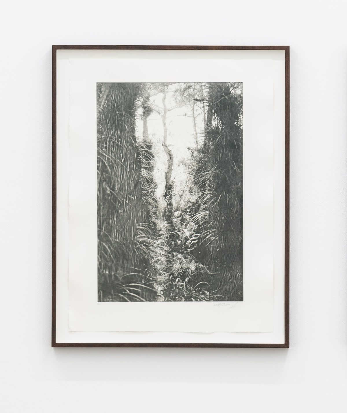KRISTINA CHAN & ITAMAR FREED, Cypress Tree II, 2019